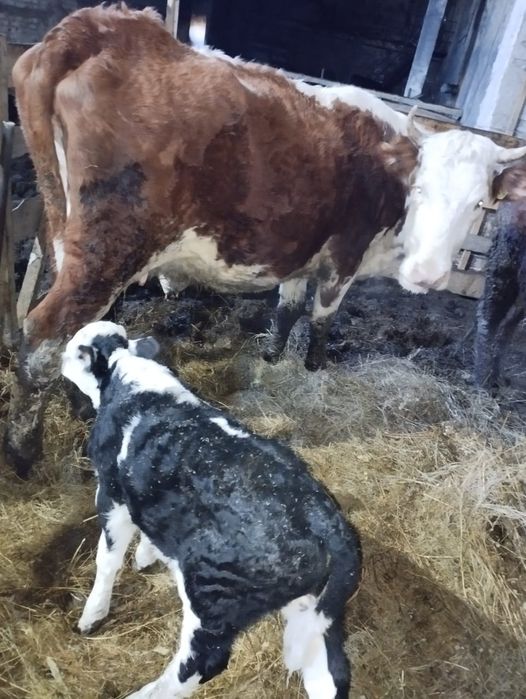 Продам корова с теленка