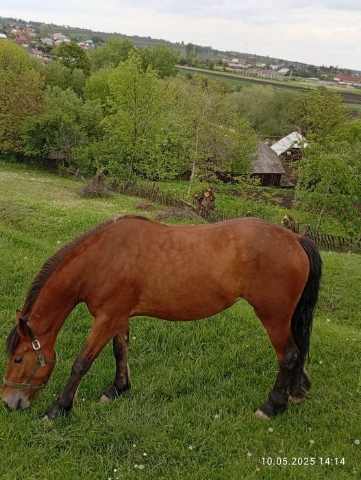 Vând mânză de 3 ani