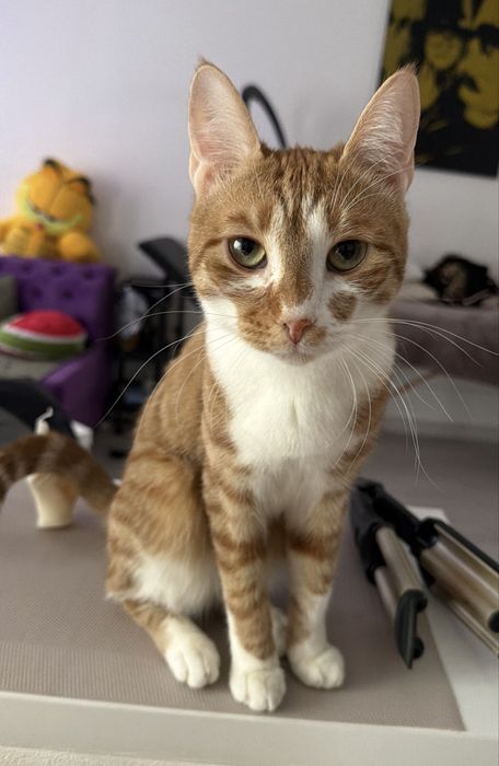 Dau spre adoptie pisicuta papaya
