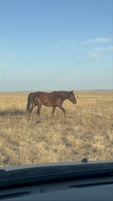 Байтал  сатылады