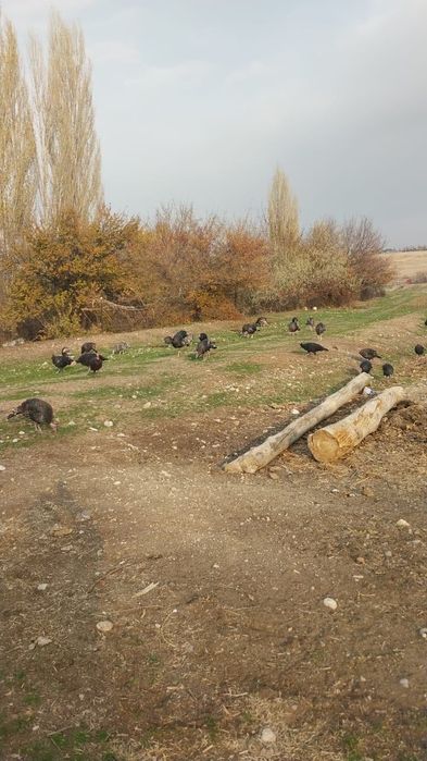 Продам индюки...