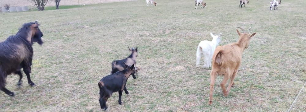 Capre cu iezi, 2 țapi