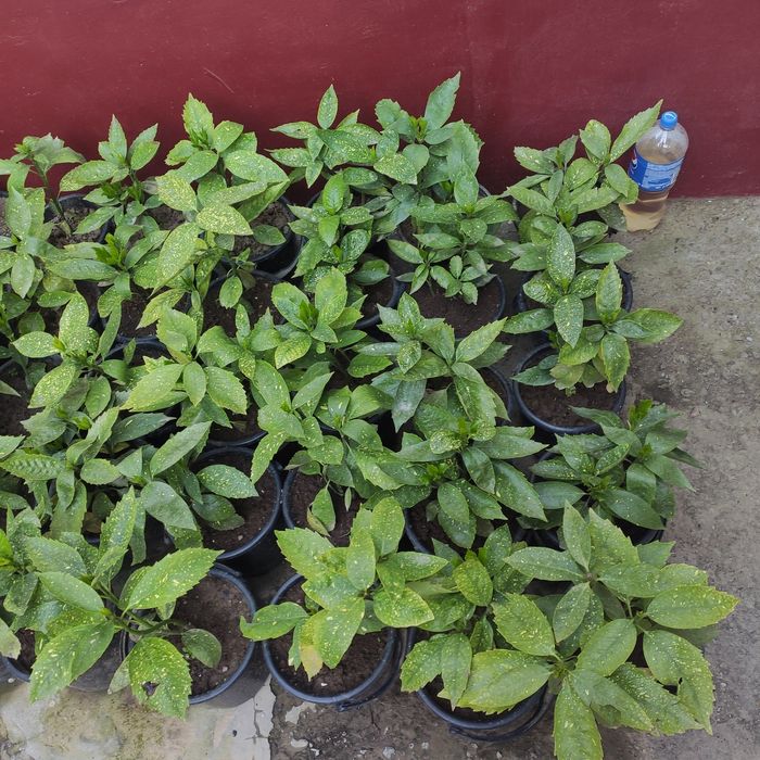 В наличии есть Аукуба (золотое дерево)