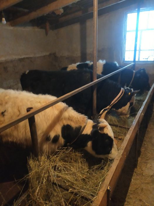 Бычки полторашки,местный