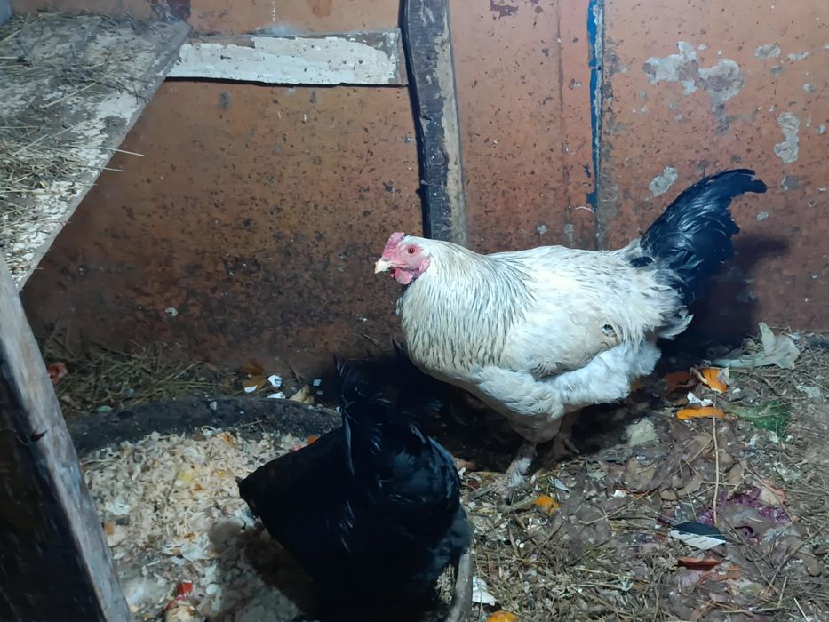 Әтештер сатылады 5000 Адлер, кучин