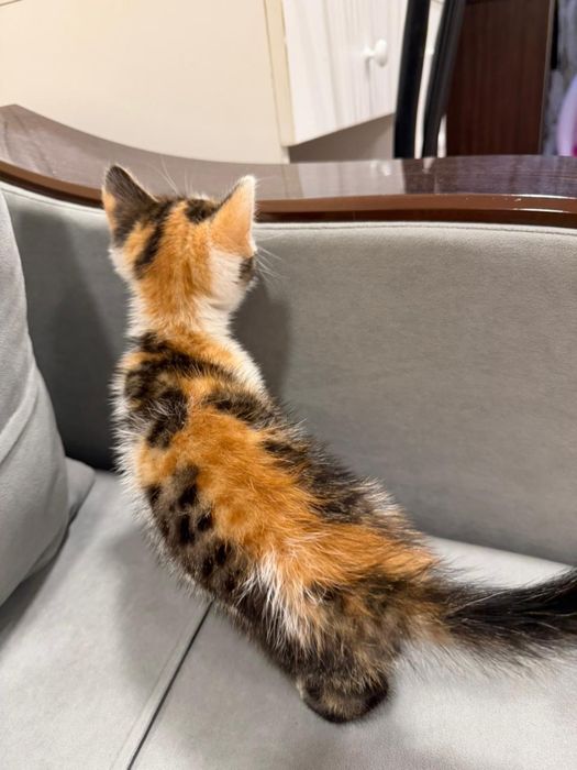 Отдам котенка в добрые руки