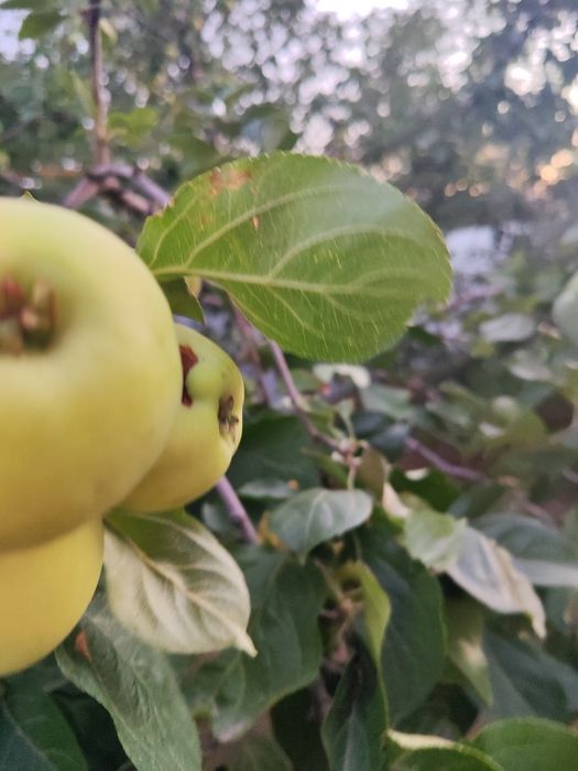 Продам яблоки сладкий