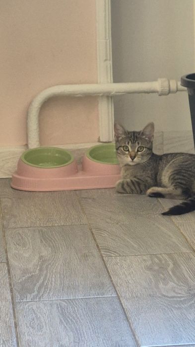 Породистый котенок