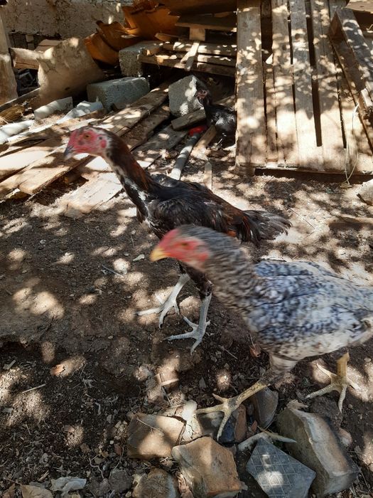 Куры Байтсовские Даканы