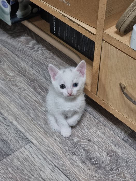 Отдам красивейших котят