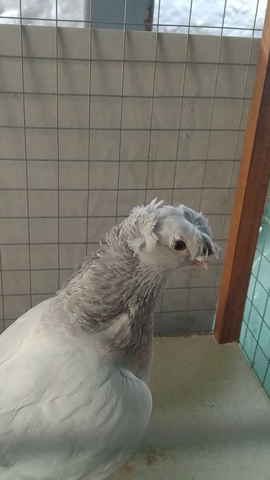 Голуби двухчубые