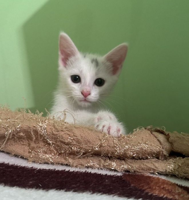 Пристраиваются котята