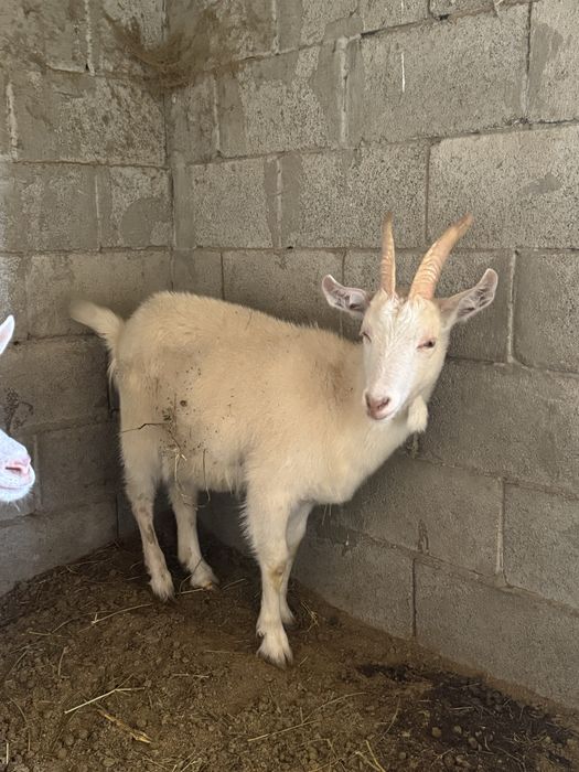 Заненский коза,занен ешкі