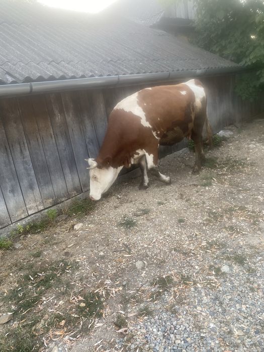 Vaca baltata romaneasca
