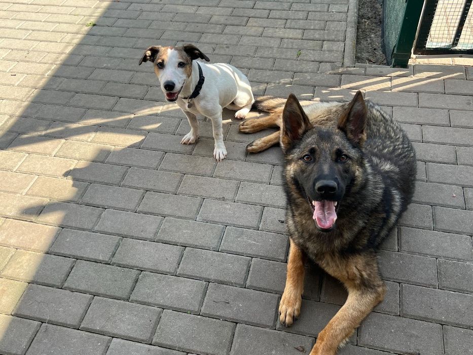 Dresaj canin scoala Dogisland K9