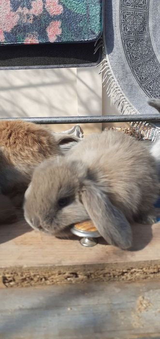 Карликовый баран