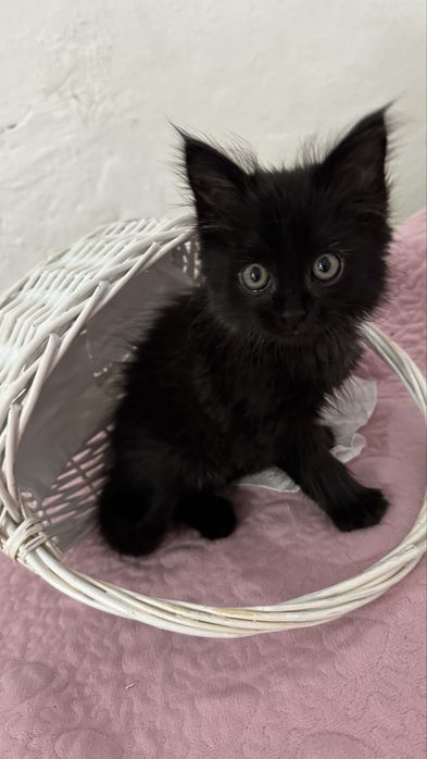 Котенок 2 месяца  отдам даром !