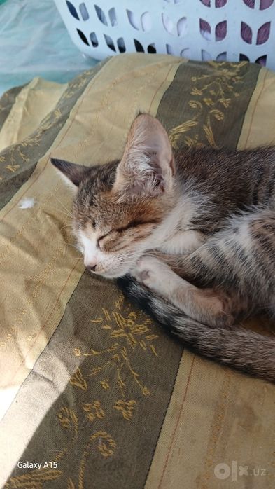 Мушуклар тоза чиройли угил киз