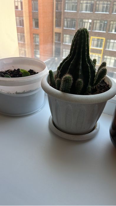 Цветы комнатные, разные