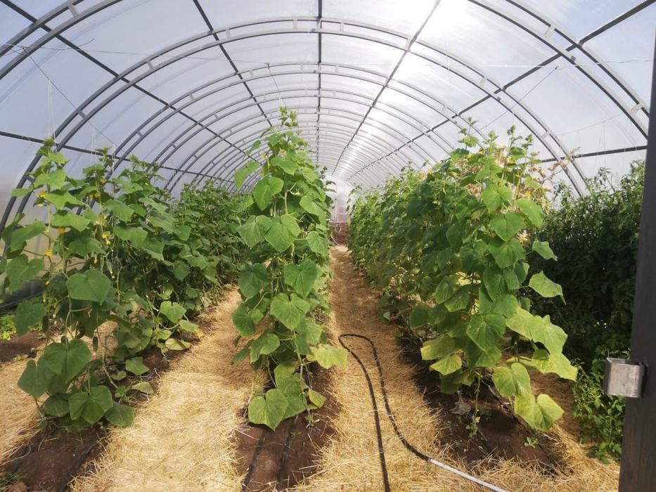 Продается хозяйство