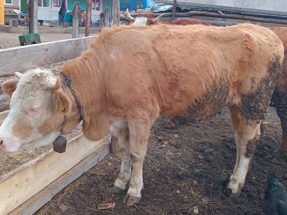 vând vaci gestante și fătate