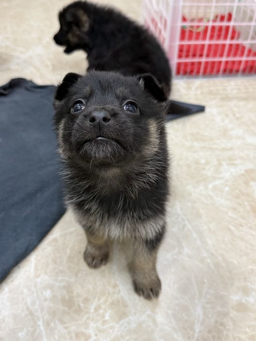 Отдам щенят в добрые руки