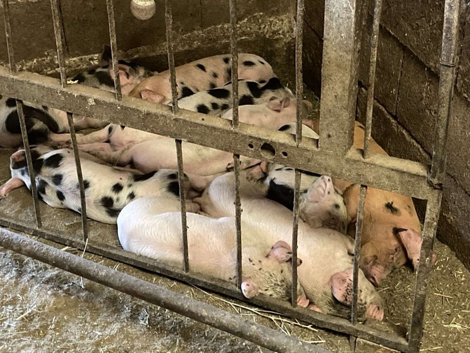 Малки прасета за угояване