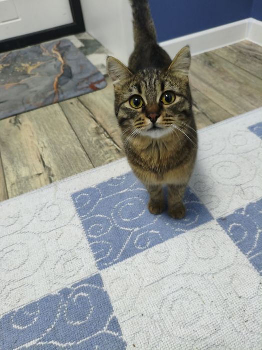 Кошку в добрые руки