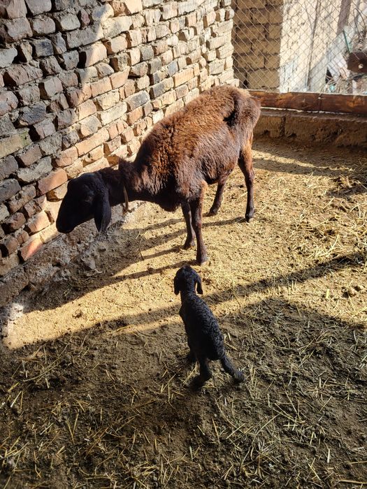 Қой қозы.      .