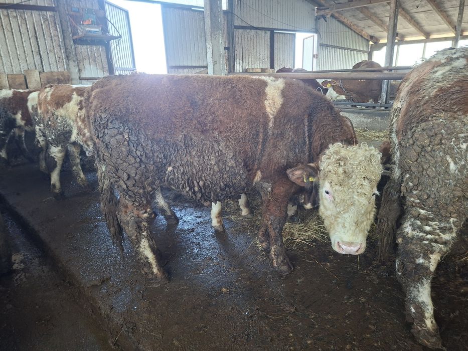 Vand   2 tauri si o jurinca