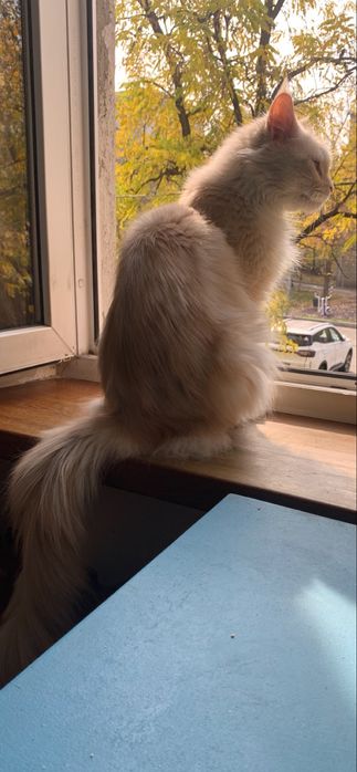 девочка мейнкун с родословной