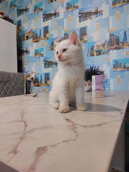 Отдам котят мальчики 2 мес