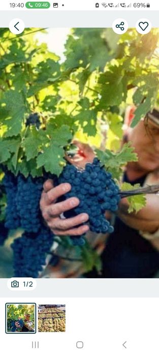 Struguri de vin de calitate superioara direct de Vrancea