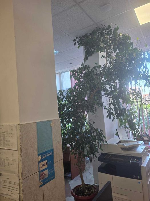 vând plante uriașe: eucalipt, arbore de cauciuc si ficus