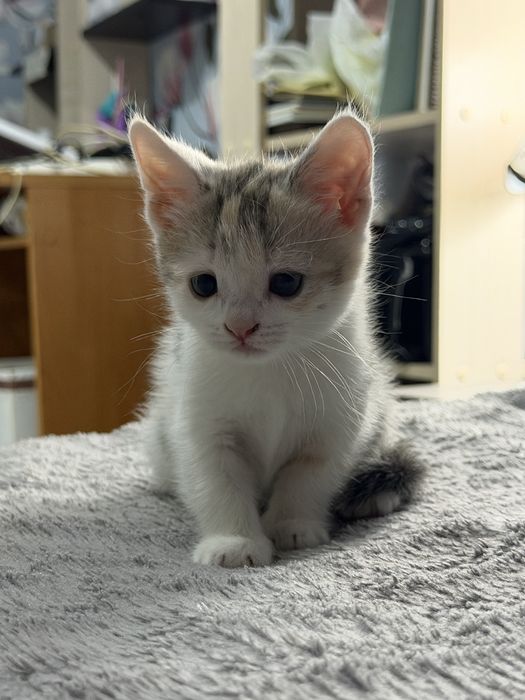 Отдам котят в хорошие руки