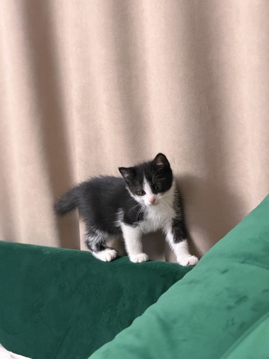 Отдам бесплатно чудесных котят