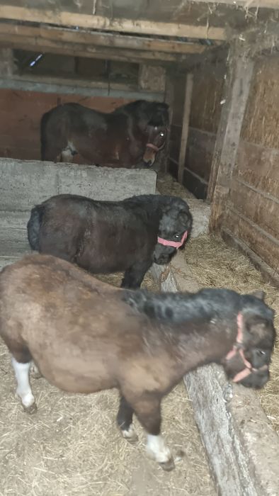 Vand sau schimb 2 poneițe negre