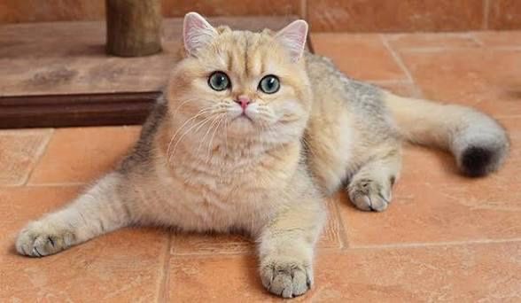 Срочно продам золотые шиншиллу кот