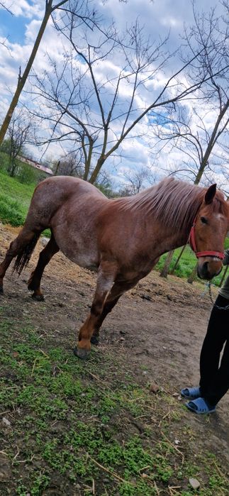 Vand iapa metis lipitan, mama semigreu-tatal linie Napoletano