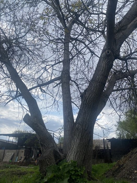 Продам Огромнейшее Ценное Дерево Грецского Ореха