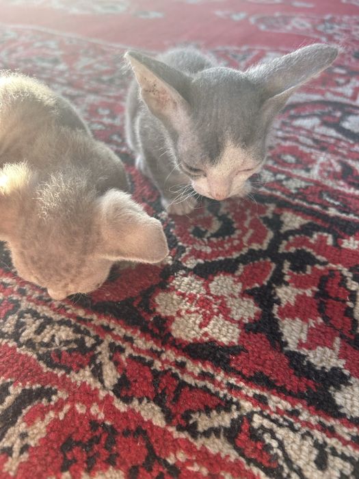 Котята 1,5 месяцев