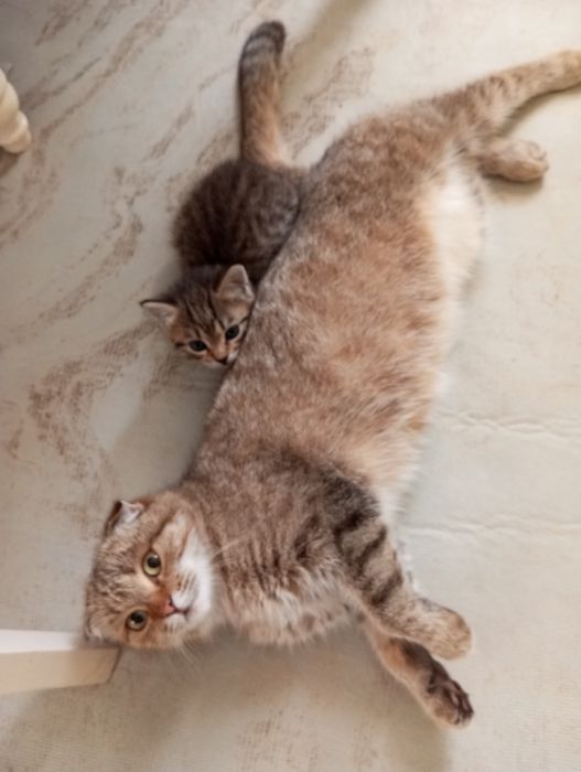 Отдам даром котят