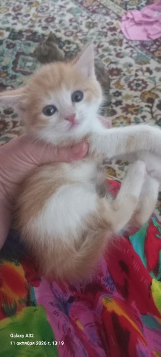 Отдам котят в добрые руки