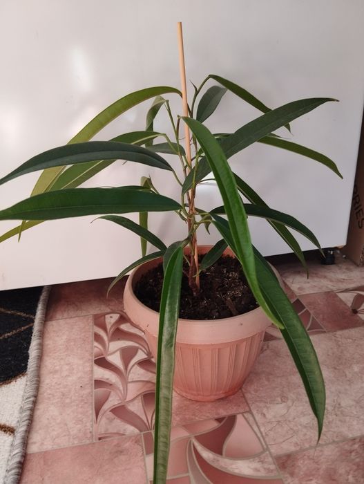 Фикус Али комнатный