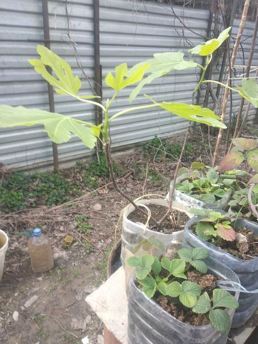 Продаются саженцы плодовых деревьев