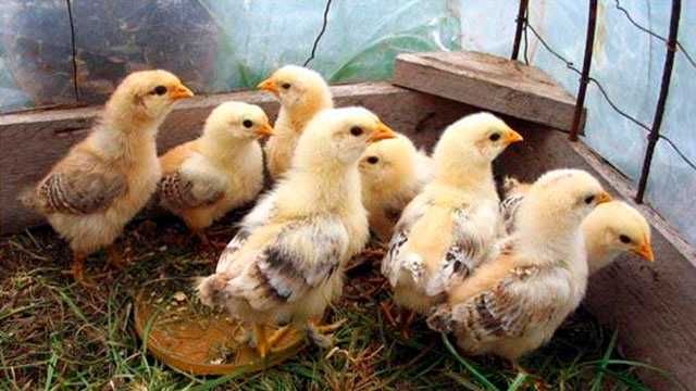 Jo'ja sotiladi Жужалар сoтилади Joja