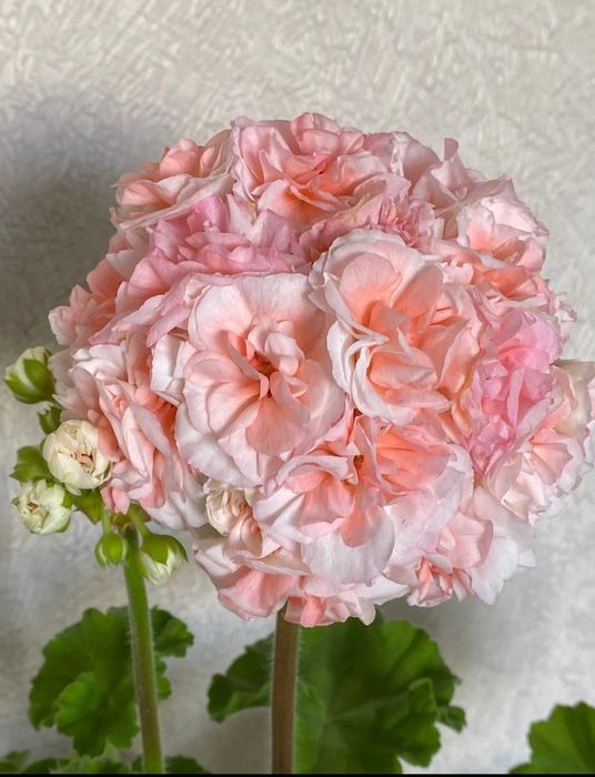 Сортовые пеларгонии