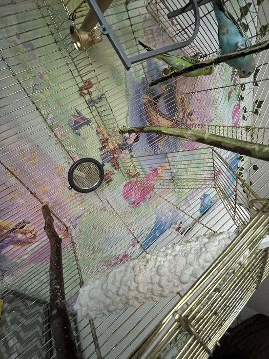 Продам двух попугаев и клетку