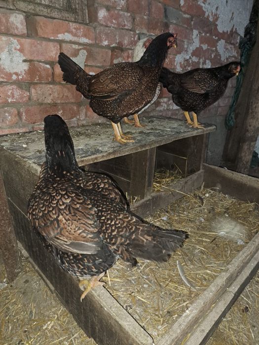 Oua  de gaina combatant indian