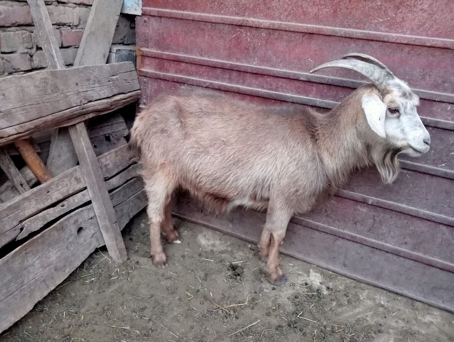 Сатылад Қой ешкілер